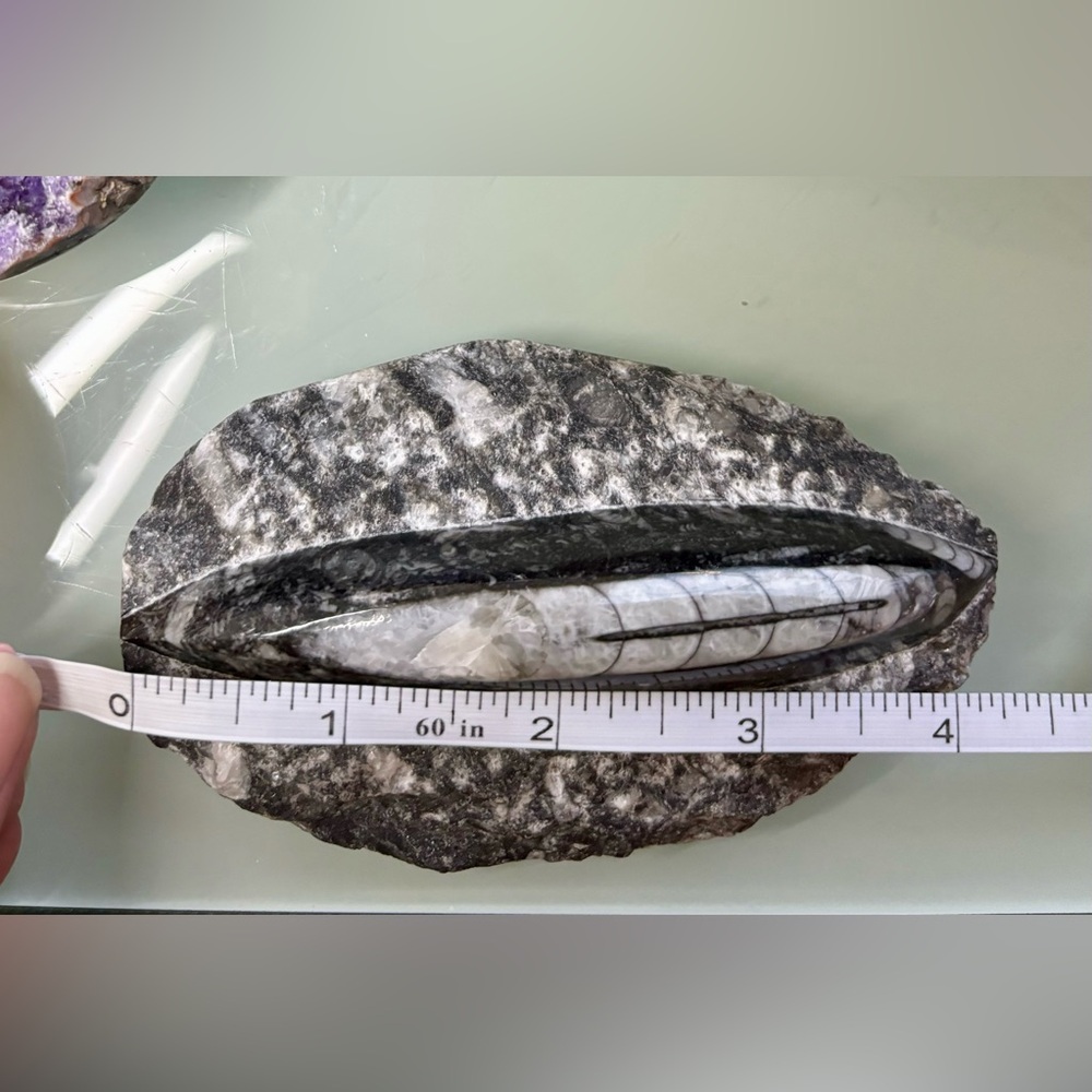 Orthoceras from Morocco - Picture 5 of 5